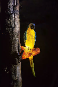 Thumbnail for LED Solar Lighting Small Animal Light