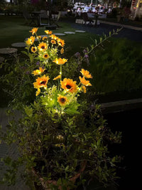 Thumbnail for Solar Outdoor Garden Lights