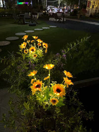 Thumbnail for Solar Outdoor Garden Lights