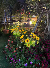 Thumbnail for Solar Outdoor Garden Lights