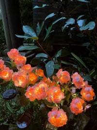 Thumbnail for Solar Outdoor Garden Lights