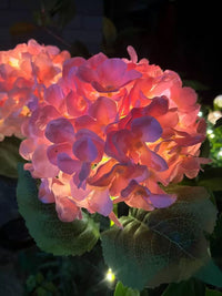 Thumbnail for Solar Outdoor Garden Lights