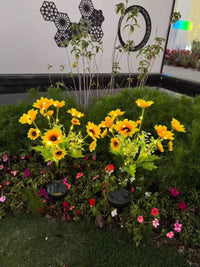 Thumbnail for Solar Outdoor Garden Lights
