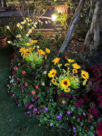 Thumbnail for Solar Outdoor Garden Lights