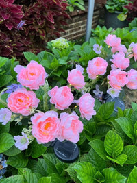 Thumbnail for Solar Outdoor Garden Lights
