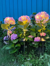 Thumbnail for Solar Outdoor Garden Lights